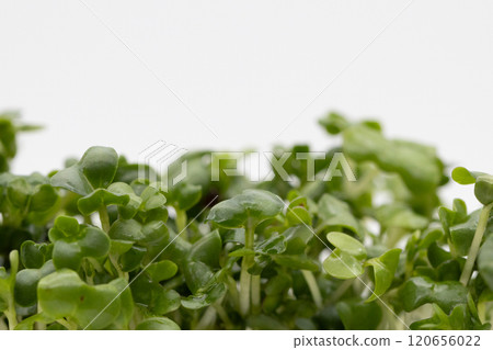 Broccoli sprouts stock photo: The king of nutritious vegetables 120656022