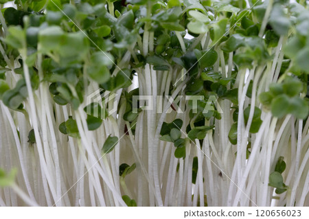 西蘭花芽的庫存照片 - 營養蔬菜之王 西蘭花芽的庫存照片 - 營養蔬菜之王 120656023
