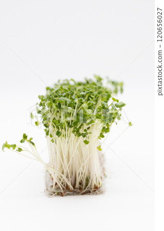 Broccoli sprouts stock photo: The king of nutritious vegetables Broccoli sprouts stock photo: The king of nutritious vegetables 120656027