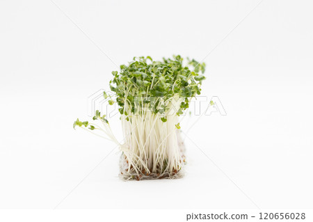 Broccoli sprouts stock photo: The king of nutritious vegetables Broccoli sprouts stock photo: The king of nutritious vegetables 120656028