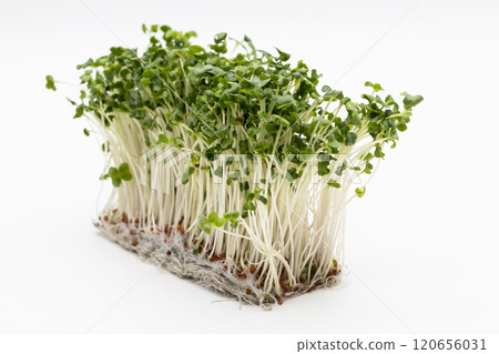 西蘭花芽的庫存照片 - 營養蔬菜之王 120656031