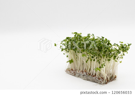 西蘭花芽的庫存照片 - 營養蔬菜之王 120656033