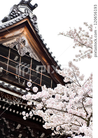 [Springtime Kyoto Tourism] Japanese Hojo and Cherry Blossoms [Nanzenji Temple, famous for its brick-built aqueduct and Sanmon Gate] 120656193