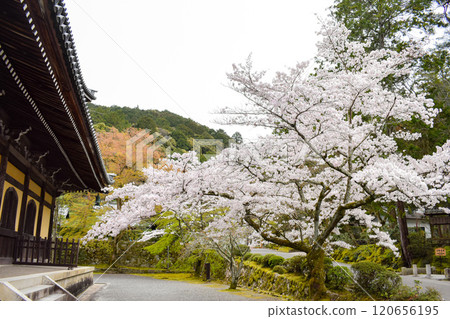 [Springtime Kyoto Tourism] Cherry blossoms and Japanese temple grounds [Nanzenji Temple, famous for its brick aqueduct and Sanmon gate] 120656195
