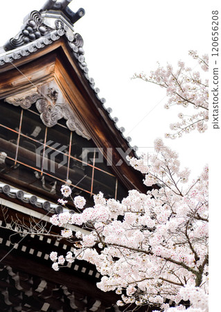 [Springtime Kyoto Tourism] Cherry blossoms and typical Japanese tiled roof buildings [Nanzenji Temple, famous for its brick-built aqueduct and Sanmon Gate] 120656208
