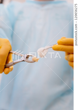 Dentist holding extracted tooth with forceps and cotton swab in a sterile clinical setting Dentist holding extracted tooth with forceps and cotton swab in a sterile clinical setting 120656275