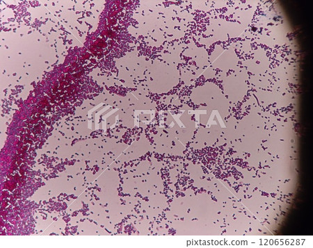 用於基因改造的大腸桿菌 120656287