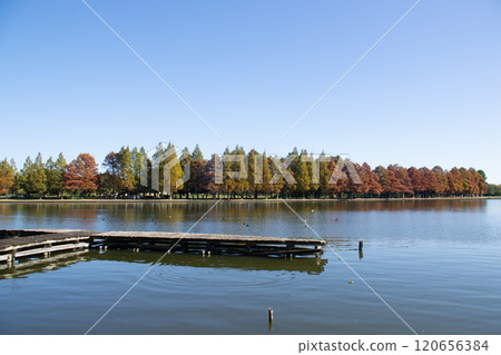 Metasequoia 120656384