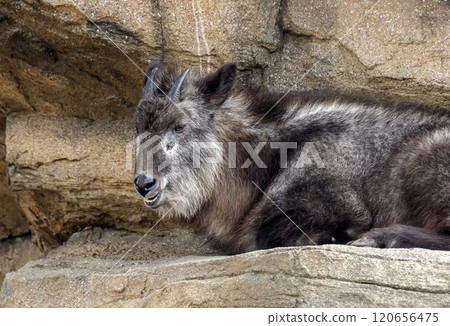 Japanese serow (Antelope capricornis) Japanese serow (Antelope capricornis) 120656475