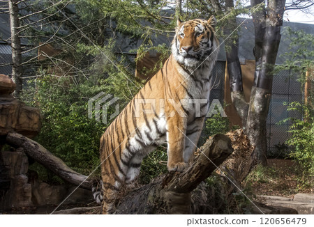 四肢內側白得驚人，像老虎一樣，卻有著像貓一樣可愛的臉。 120656479