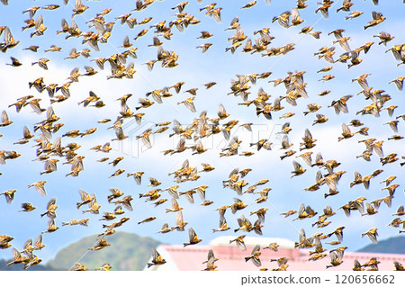 一群飛翔的鳥 120656662