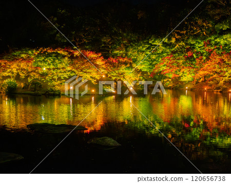 Beautiful autumn leaves illuminated at night in Ritsurin Garden, Kagawa Prefecture 120656738