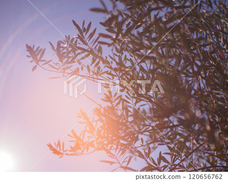 Olive trees under blue sky Lens flare 120656762