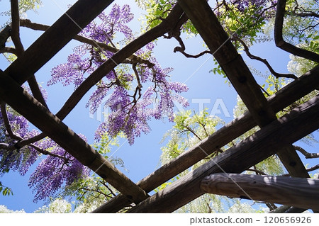 Wisteria flowers and blue sky seen from under the wisteria trellis 120656926