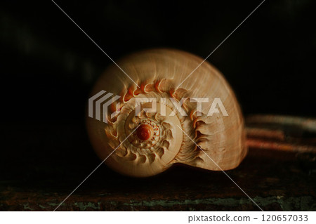 An image of a large empty ocean snail shell. Underwater animals. Seashells. Interior photo. Melo Diadem An image of a large empty ocean snail shell. Underwater animals. Seashells. Interior photo. Melo Diadem 120657033