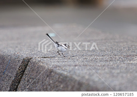 A cute white wagtail (Wagtailidae) taking off from a breakwater at Nakagi Hirizo Beach, Minamiizu-cho, Kamo-gun, Izu Peninsula, Shizuoka Prefecture, 2024 A cute white wagtail (Wagtailidae) taking off from a breakwater at Nakagi Hirizo Beach, Minamiizu-cho, Kamo-gun, Izu Peninsula, Shizuoka Prefecture, 2024 120657185