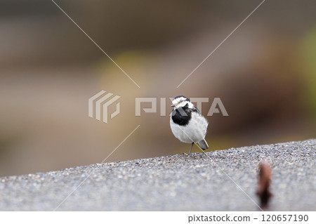 一隻可愛的白鶺鴒 (Wagtailidae) 從防波堤起飛，靜岡縣伊豆半島南伊豆町中木広浜 2024 120657190