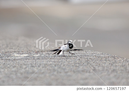 A cute white wagtail (Wagtailidae) taking off from a breakwater at Nakagi Hirizo Beach, Minamiizu-cho, Kamo-gun, Izu Peninsula, Shizuoka Prefecture, 2024 A cute white wagtail (Wagtailidae) taking off from a breakwater at Nakagi Hirizo Beach, Minamiizu-cho, Kamo-gun, Izu Peninsula, Shizuoka Prefecture, 2024 120657197