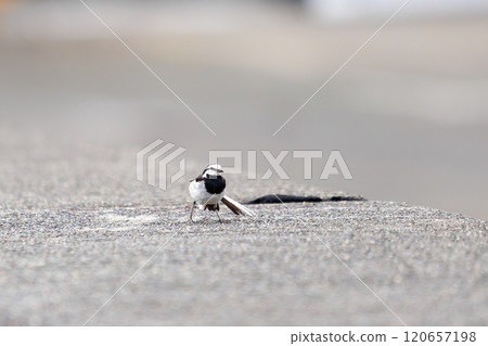 一隻可愛的白鶺鴒 (Wagtailidae) 從防波堤起飛,靜岡縣伊豆半島南伊豆町中木広浜 2024 一隻可愛的白鶺鴒 (Wagtailidae) 從防波堤起飛,靜岡縣伊豆半島南伊豆町中木広浜 2024 120657198