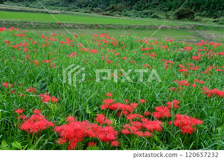 箕澤彼岸花公園 2024-9-29 #21 120657232