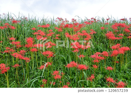 箕澤蜘蛛彼岸花公園 2024年9月29日 #28 120657239