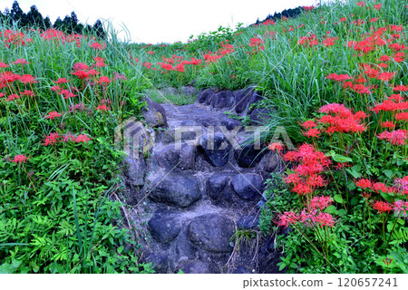 箕澤蜘蛛彼岸花公園 2024年9月29日 #30 120657241