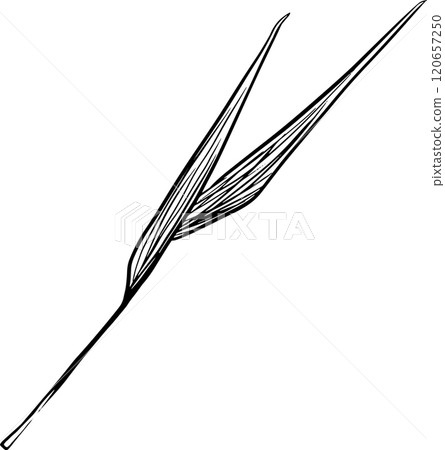 Blade of Grass with Long Stem Graphic Black and White Illustration for Print and Web Design of Physical Products and Projects 120657250