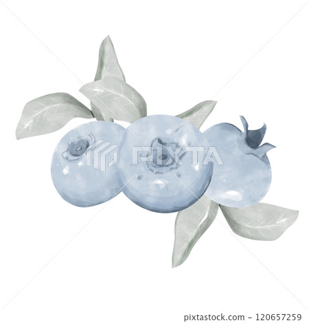 Blueberry with Leaves, Composition with Three Berries Lying on Green Leaves, Watercolor Digital Illustration for Print and Web Use Blueberry with Leaves, Composition with Three Berries Lying on Green Leaves, Watercolor Digital Illustration for Print and Web Use 120657259