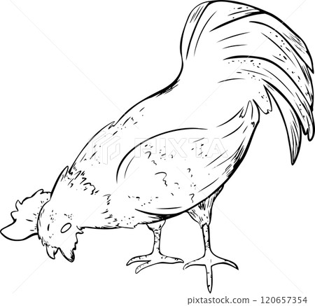 bird, rooster, silhouette 120657354