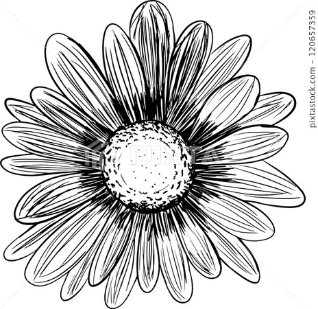 gerbera, sunflower, bloom 120657359