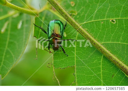 聖甲蟲吃樹葉 聖甲蟲吃樹葉 120657385