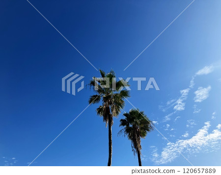 發光在藍天的棕櫚樹 發光在藍天的棕櫚樹 120657889