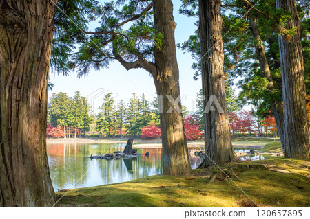 Autumn in the Pure Land Garden of Motsuji Temple: Giant Cedar Trees and Oizumigaike Pond, Iwate Prefecture 120657895