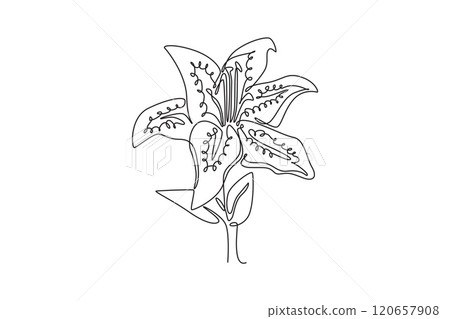 Single continuous line drawing beauty lilium lancifolium for home decor wall art poster print. Printable decorative tiger lily flower for green park. One line draw graphic design vector illustration Single continuous line drawing beauty lilium lancifolium for home decor wall art poster print. Printable decorative tiger lily flower for green park. One line draw graphic design vector illustration 120657908