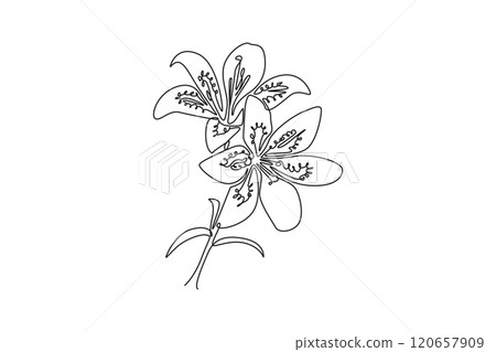 Single continuous line drawing beauty fresh lilium for garden logo. Printable decorative tiger lily flower for wall art home decoration poster. Dynamic one line draw graphic design vector illustration Single continuous line drawing beauty fresh lilium for garden logo. Printable decorative tiger lily flower for wall art home decoration poster. Dynamic one line draw graphic design vector illustration 120657909