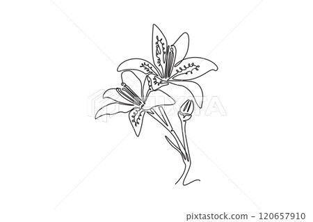 Single continuous line drawing beauty fresh lilium for wall art home decor poster print. Printable decorative tiger lily flower greeting card ornament. One line draw graphic design vector illustration Single continuous line drawing beauty fresh lilium for wall art home decor poster print. Printable decorative tiger lily flower greeting card ornament. One line draw graphic design vector illustration 120657910