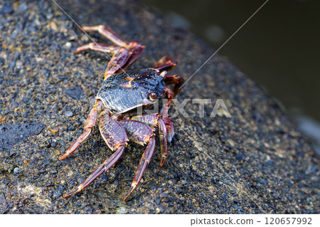 A Japanese giant crab (Grass crab family) riding on a tetrapod. Nakagi Hirizo Beach, Minamiizu-cho, Kamo-gun, Izu Peninsula, Shizuoka Prefecture 2024 120657992