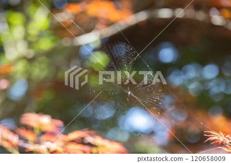 Tochigi Prefecture (Spider Web) 120658009