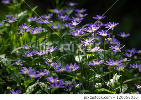 Tochigi Prefecture (Flowers) 120658010