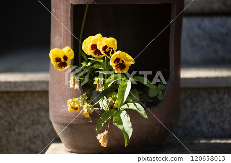 Tochigi Prefecture (Flowers) 120658013