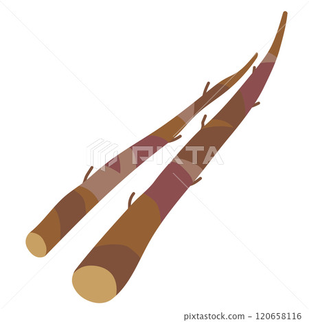 Burdock root vegetable Burdock root vegetable 120658116