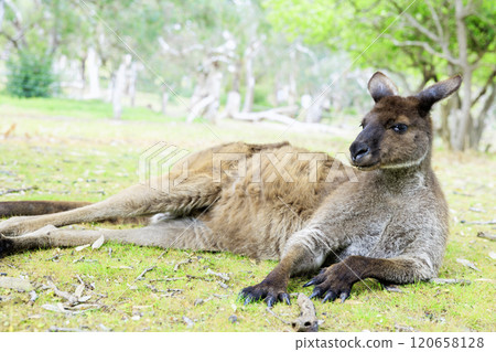 躺在袋鼠身上 120658128