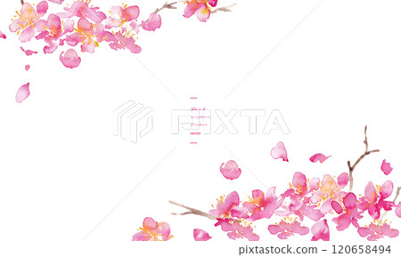 水彩。櫻花向量背景與水彩風格。櫻花的日式背景。梅花手繪向量圖。奢華日式風格 120658494