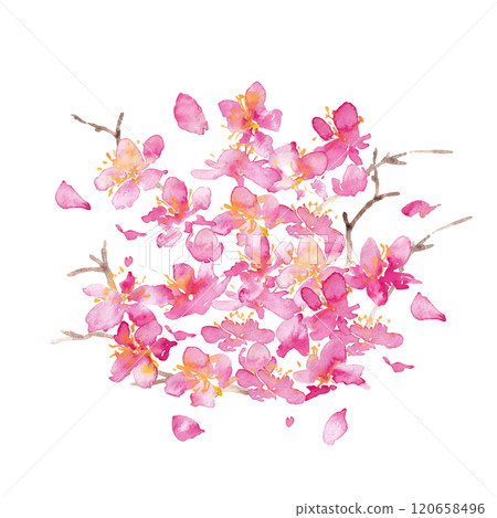 Watercolor painting. Vector background of cherry blossoms with a watercolor touch. Japanese-style background of cherry blossoms. Hand-drawn vector illustration of plum blossoms. Luxurious Japanese style 120658496