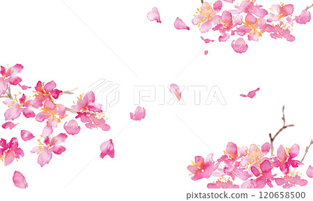 水彩。櫻花向量背景與水彩風格。櫻花的日式背景。梅花手繪向量圖。奢華日式風格 120658500