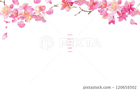Watercolor painting. Vector background of cherry blossoms with a watercolor touch. Japanese-style background of cherry blossoms. Hand-drawn vector illustration of plum blossoms. Luxurious Japanese style 120658502