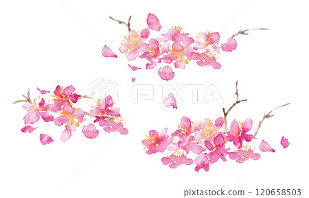 水彩。櫻花向量背景與水彩風格。櫻花的日式背景。梅花手繪向量圖。奢華日式風格 120658503