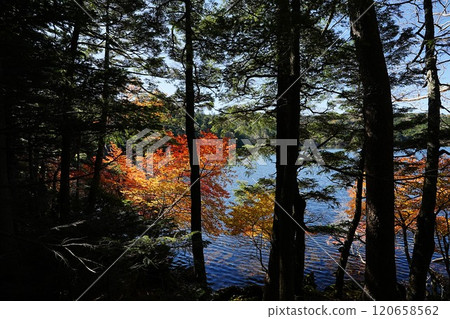 241020 Shirakome Pond 120658562