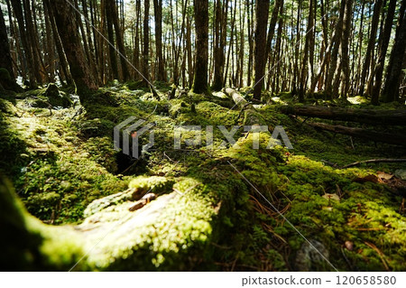 241020 Shirakome Pond 120658580