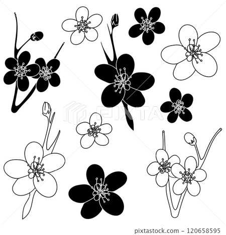 Plum blossom. A set of blooming plum flowers, contours and solid shapes ,black and white, isolated on a white background. Lunar New Year symbol, web and digital design elements, greeting cards 120658595